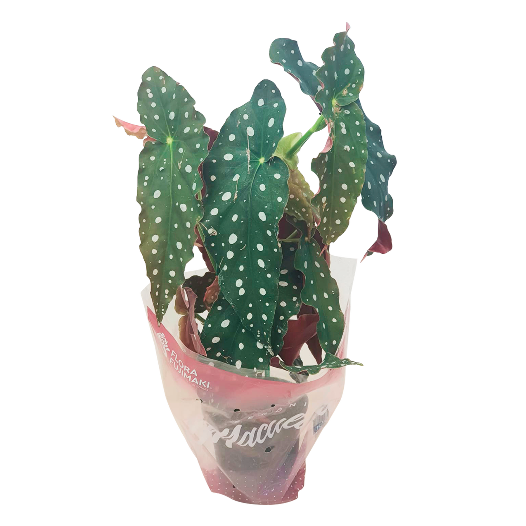 Begônia Maculata Pote 15